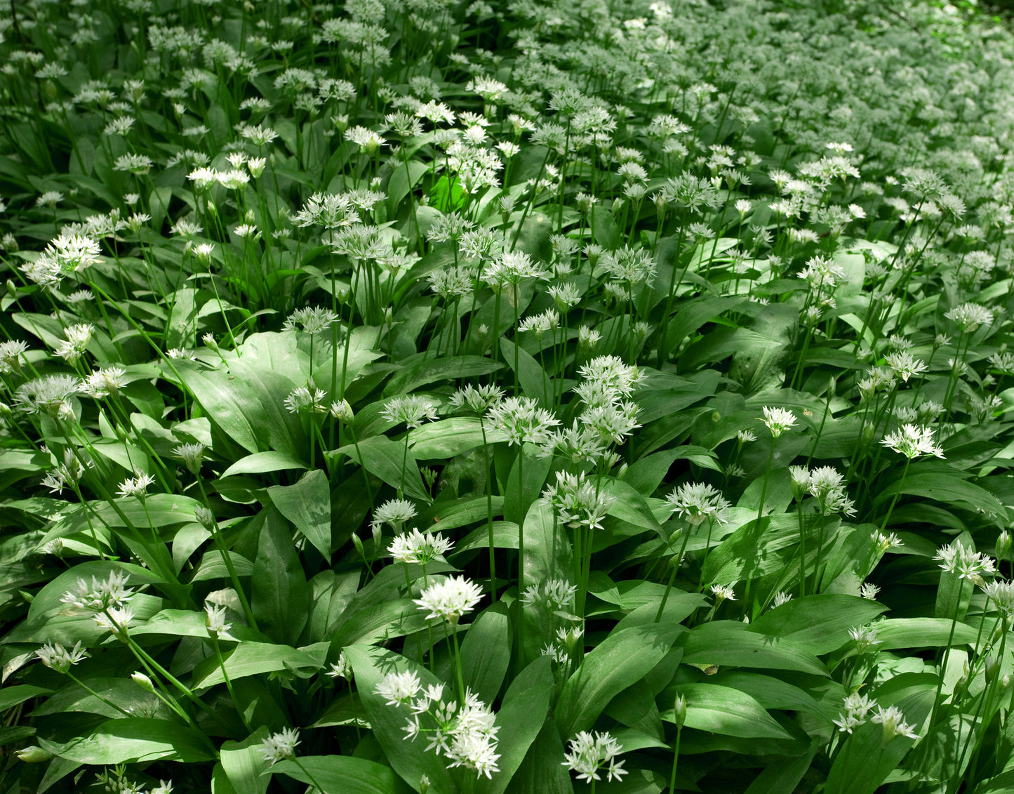 Ramsons Wild Garlic Seeds – Allium ursinum