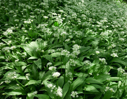 Ramsons Wild Garlic Seeds – Allium ursinum