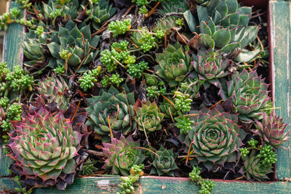 Sempervivum Mixed Seeds