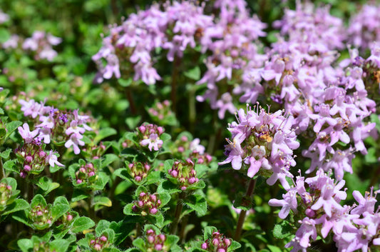 Thyme Purple Creeping Seeds