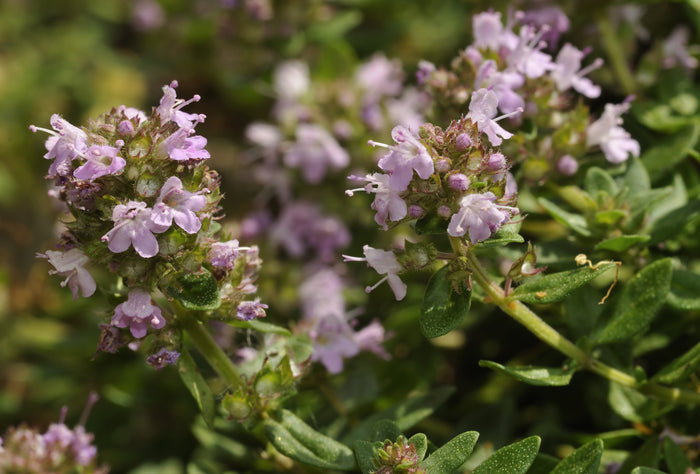 Thyme Large Broad Leaf Thymus pulegoides Seeds