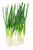 Suffolk Herbs Organic Onion White Lisbon 400 Seeds