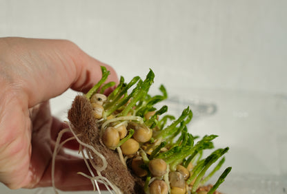 Salad Pea Shoots Sprouting Pea - Serge Seeds