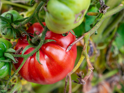Tomato Steak Sandwich Seeds