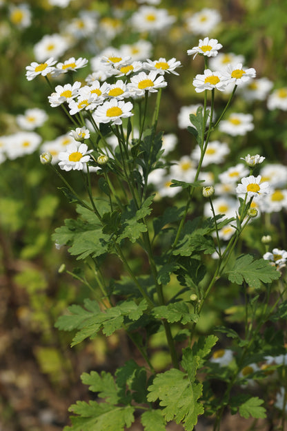 Oxeye Daisy Leucanthemum vulgare Seeds