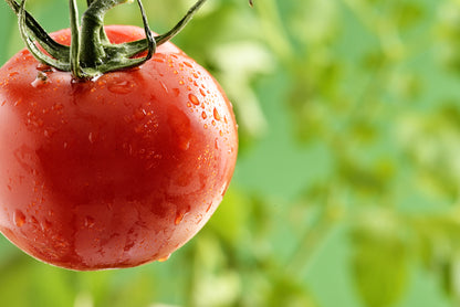 Tomato Akron F1 Hybrid Seeds