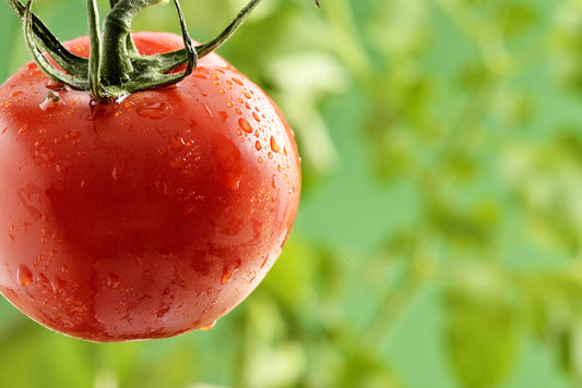 Tomato Nagina F1 Hybrid Seeds