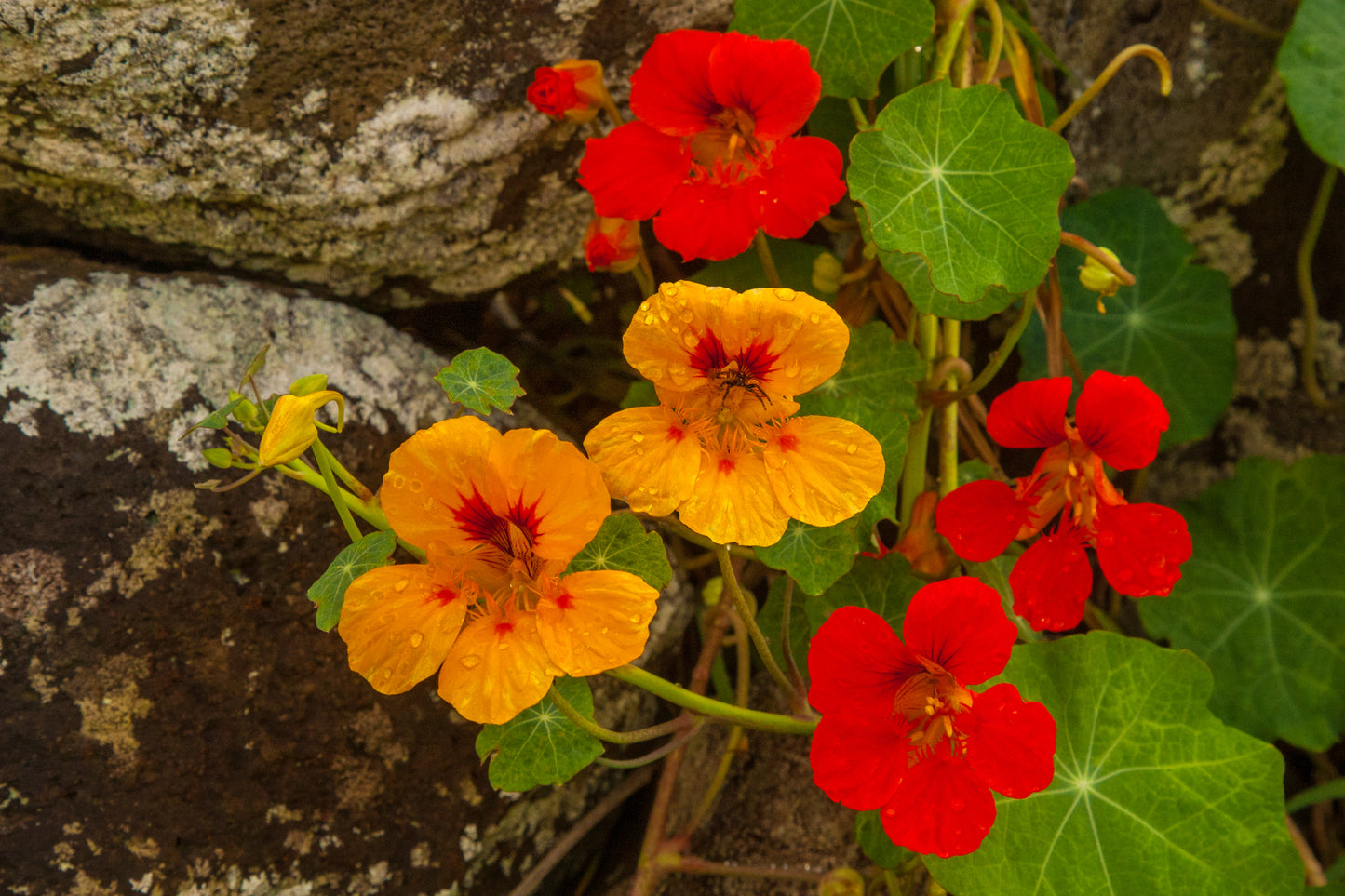 Nasturtium Tom Thumb Mixed Seeds