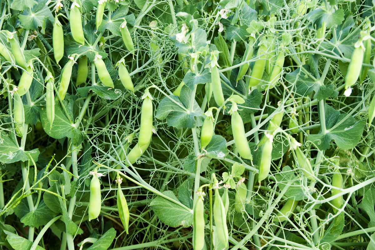 Pea Alderman Seeds