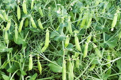 Pea Alderman Seeds