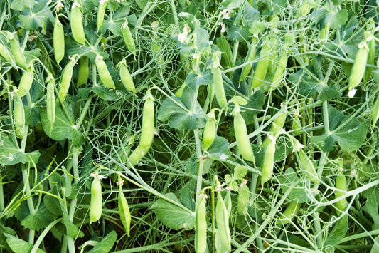 Pea Alderman Seeds
