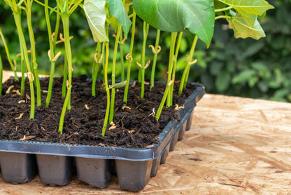 Dwarf French Bean Tendergreen Seeds