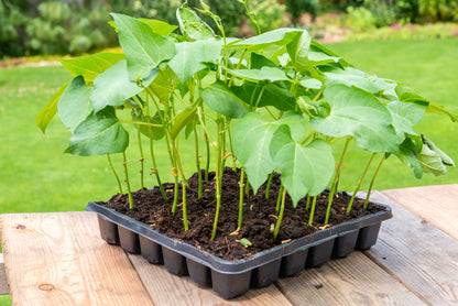 Dwarf French Bean Safari Seeds