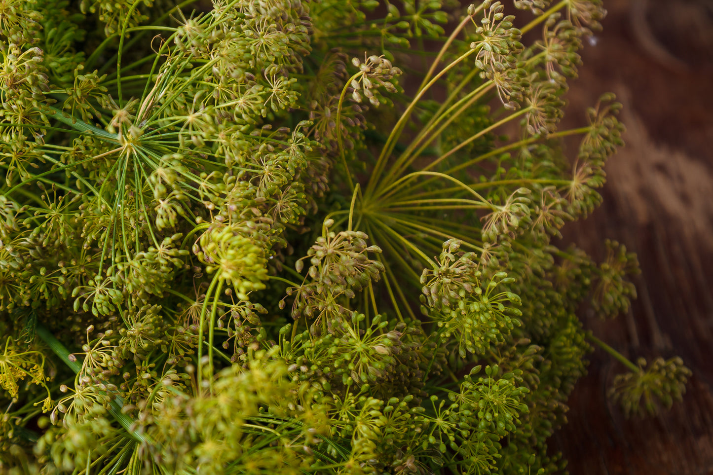 Dill Anethum graveolens Seeds