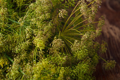 Dill Anethum graveolens Seeds