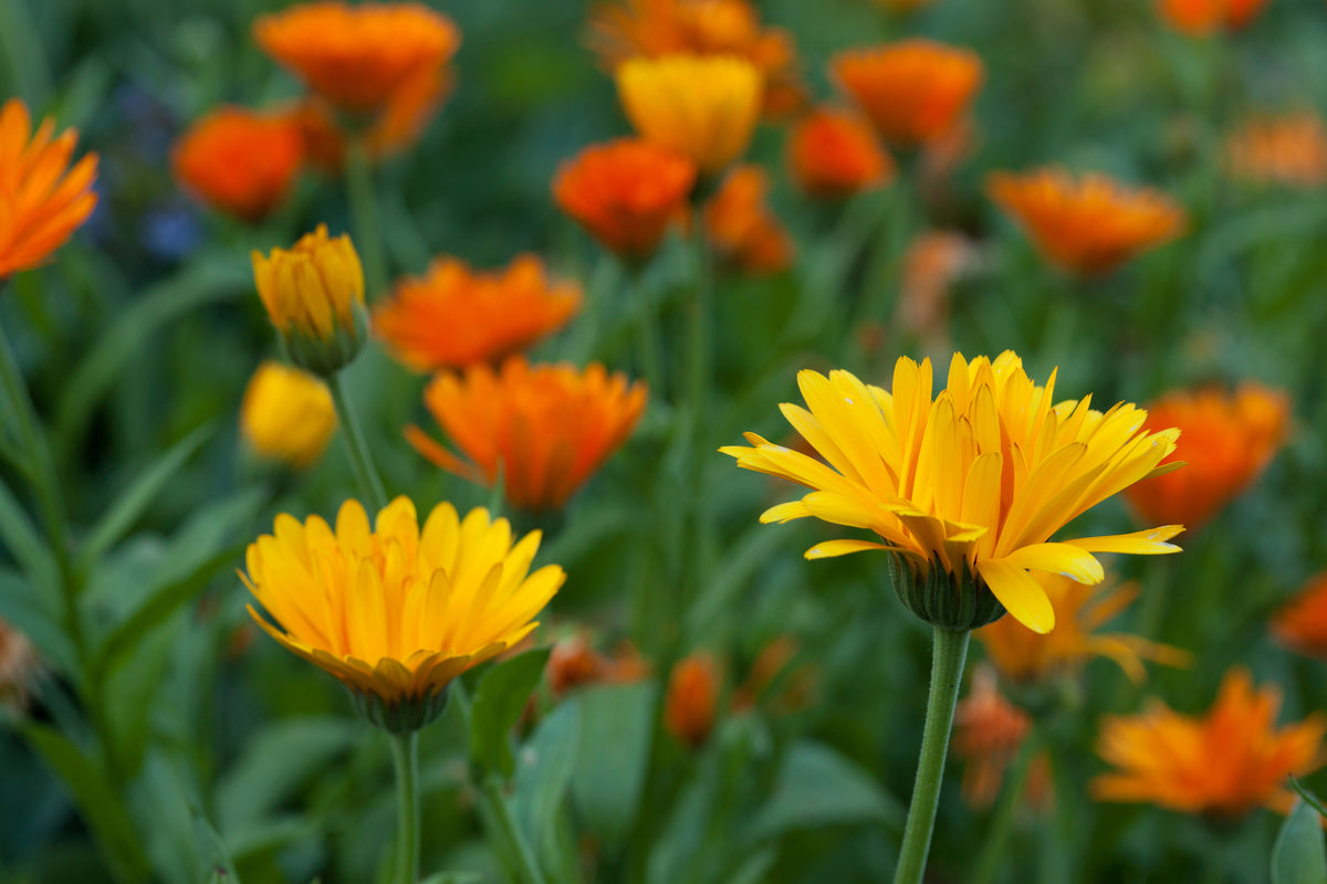 Growing Pot Marigold