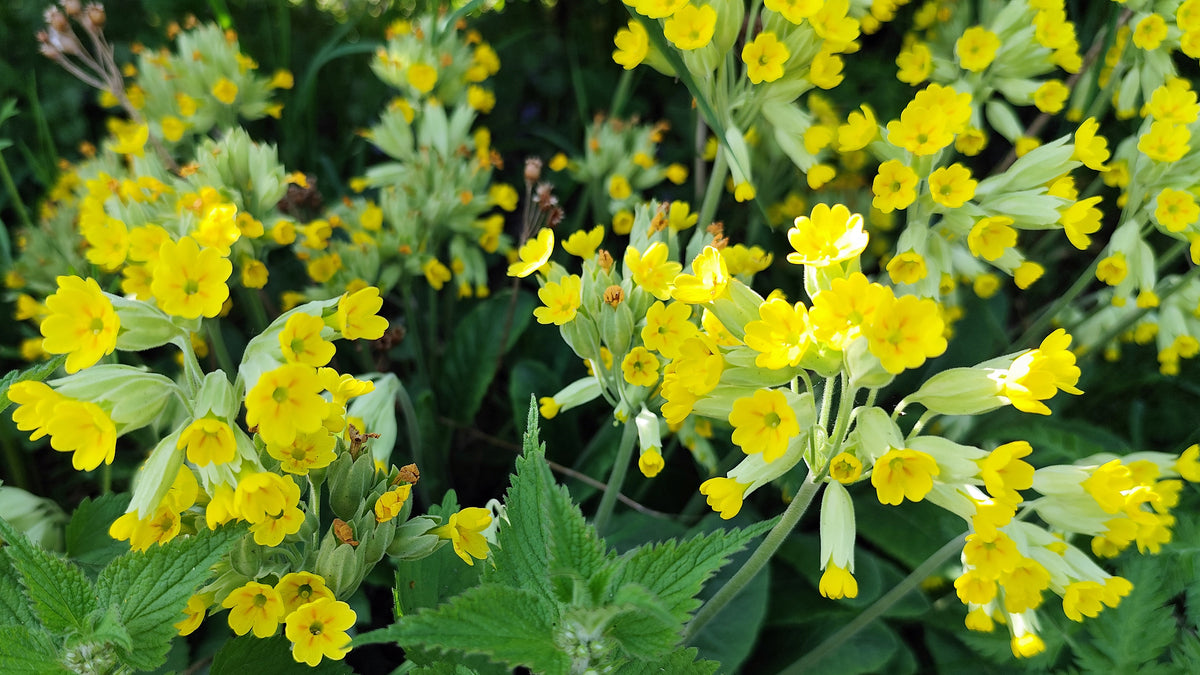 Primula veris - Hose in Hose Cowslip Seeds
