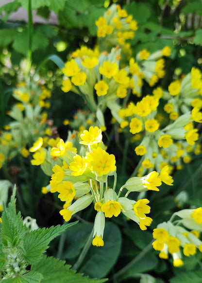 Primula veris - Hose in Hose Cowslip Seeds