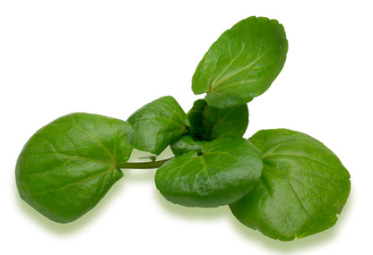 Salad Watercress Nasturtium Officinale Seeds