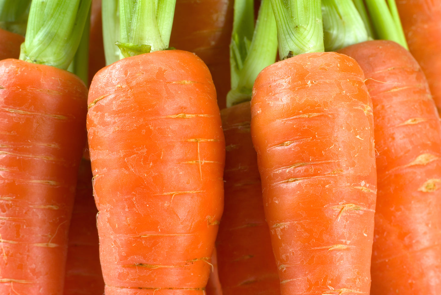 Carrot Flyaway F1 Hybrid Seeds