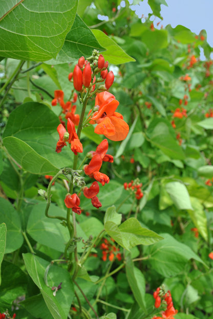 Runner Bean Enorma Seeds – Long Pod High Yield Variety
