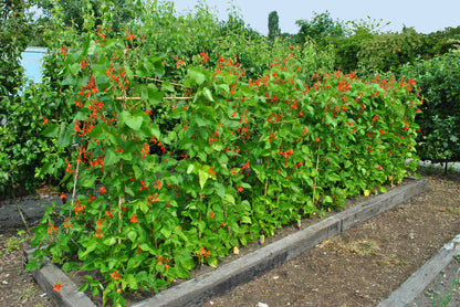 Runner Bean Enorma Seeds – Long Pod High Yield Variety