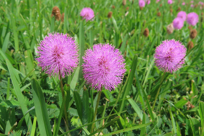 Mimosa pudica - Sensitive Plant Seeds