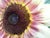 Sunflower Ruby Eclipse