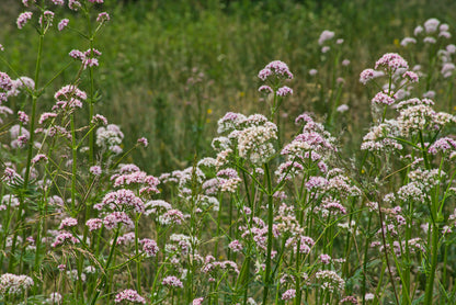 Wild Flower Common Valerian – Valeriana officinalis Seeds