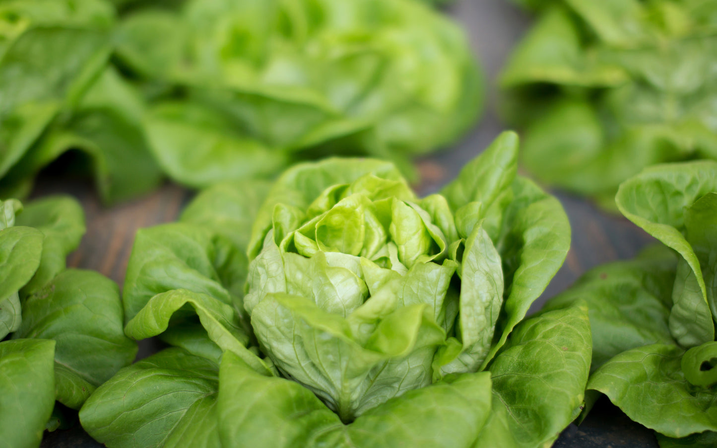 Lettuce Winter Arctic King Seeds