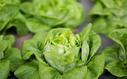 Lettuce Winter Arctic King Seeds