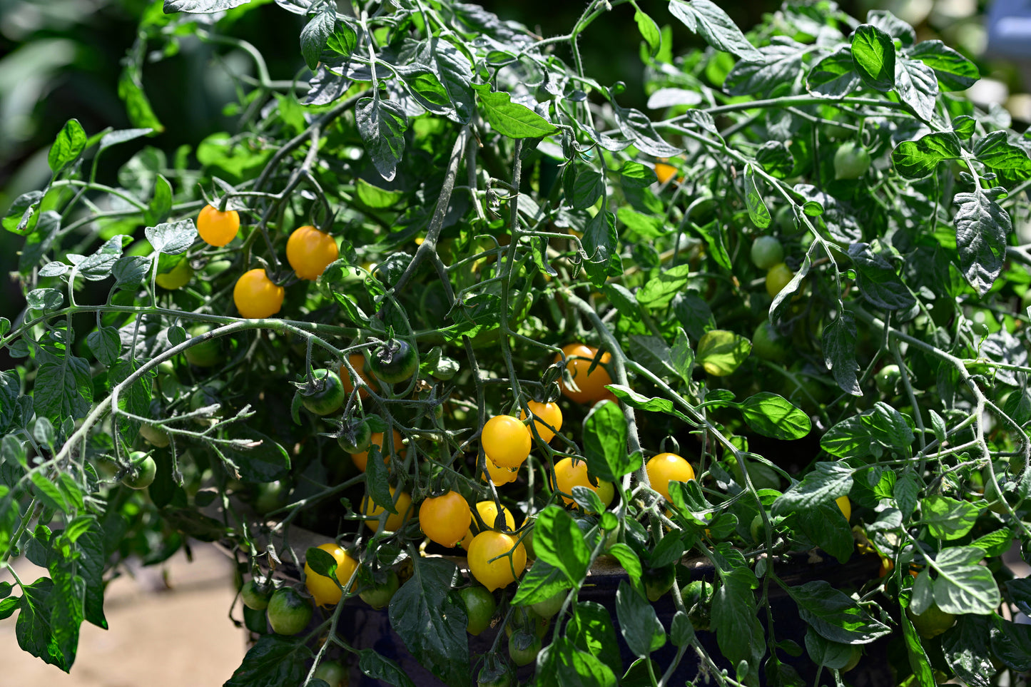 Tomato Tumbling Tom Yellow Seeds