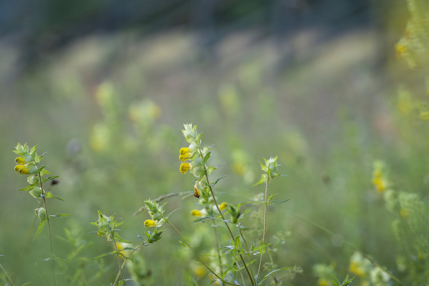 Wildflower Yellow Rattle - Rhinanthus Minor seeds