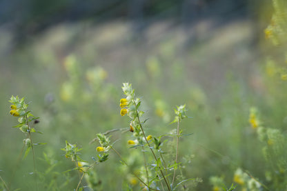 Wildflower Yellow Rattle - Rhinanthus Minor seeds
