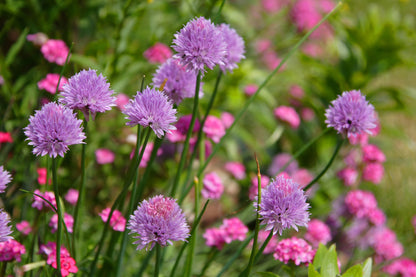Chives Medium Leaved - Allium schoenoprasum Seeds