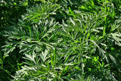 Wormwood Artemisia absinthium Seeds