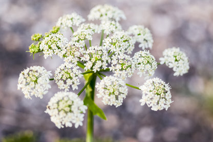 Cow Parsley Anthriscus Sylvestris Seeds