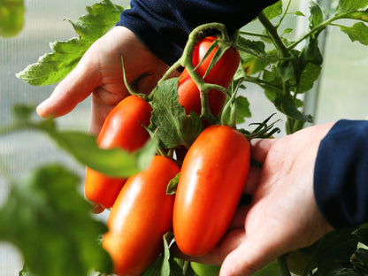 Tomato San Marzano Seeds