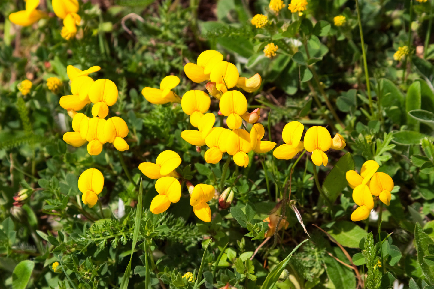 Birdsfoot Trefoil - Lotus corniculatus Seeds