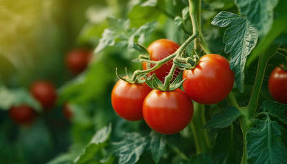 Tomato Moneymaker Seeds