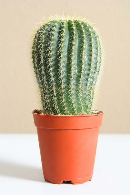 Cactus Crown Mix Seeds