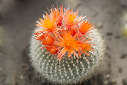 Cactus Crown Mix Seeds
