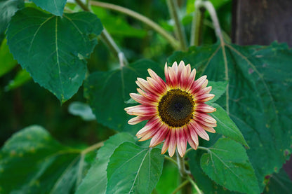 Sunflower Ruby Eclipse Seeds