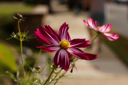 Cosmos Velouette Seeds