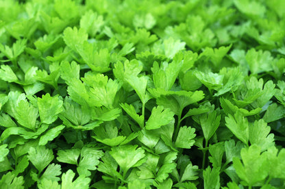 Coriander Green Aroma Seeds