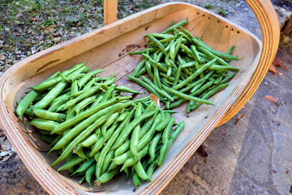 Climbing French Bean Blue Lake Seeds