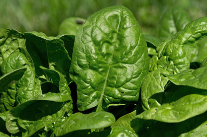 Spinach Giant Winter Seeds