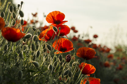 Red Field (Flanders) Poppy Seeds