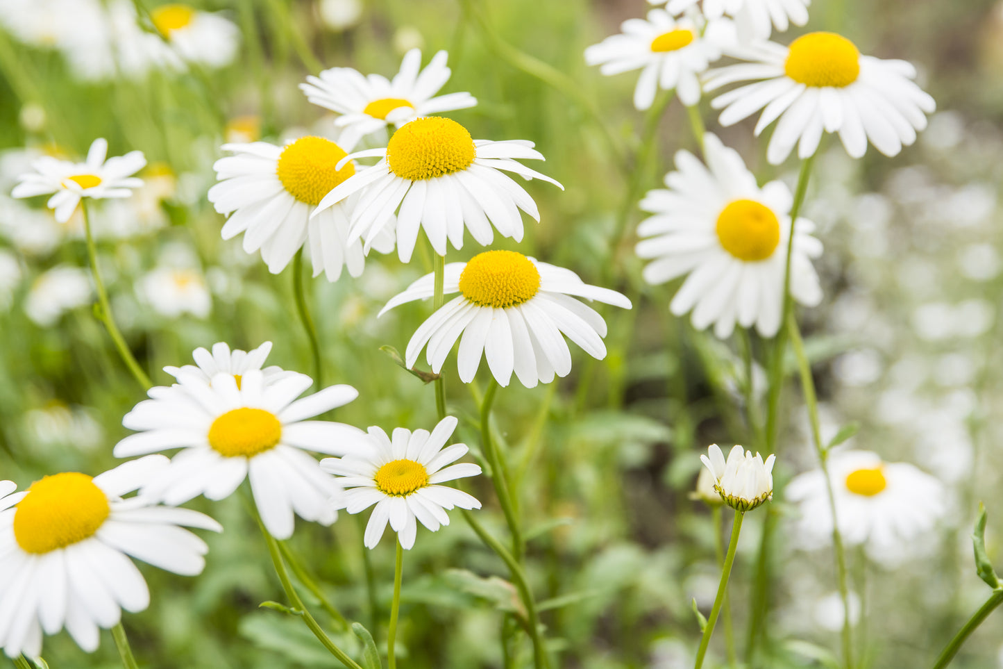 Chamomile Lawn Seeds - Roman Chamomile - Ground Cover Herb