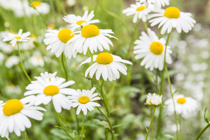 Chamomile Lawn Seeds - Roman Chamomile - Ground Cover Herb